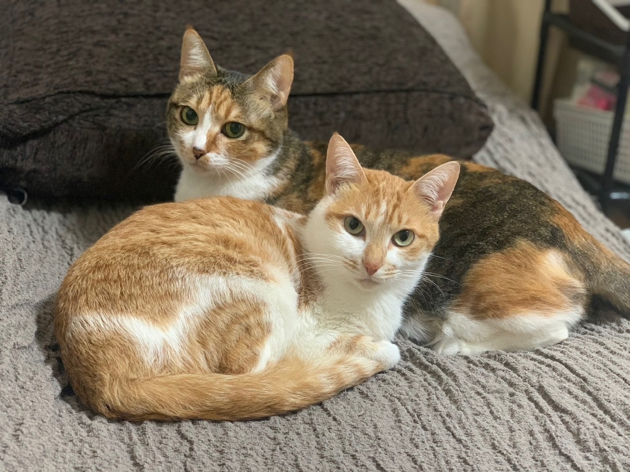 わが家の美人姉妹