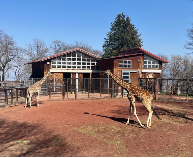 キリンが見たい！家族で長野・茶臼山動物園へ