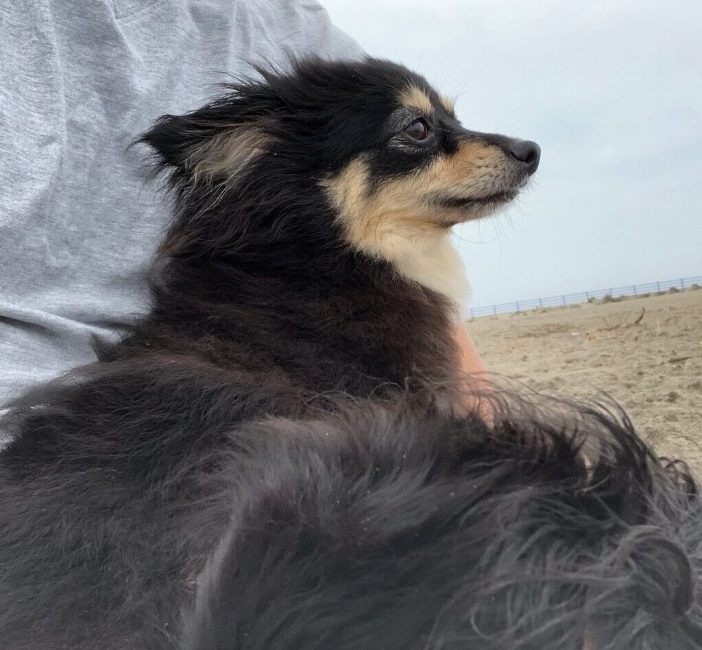 愛犬のラテちゃん