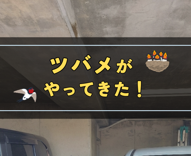 ツバメがやってきた！
