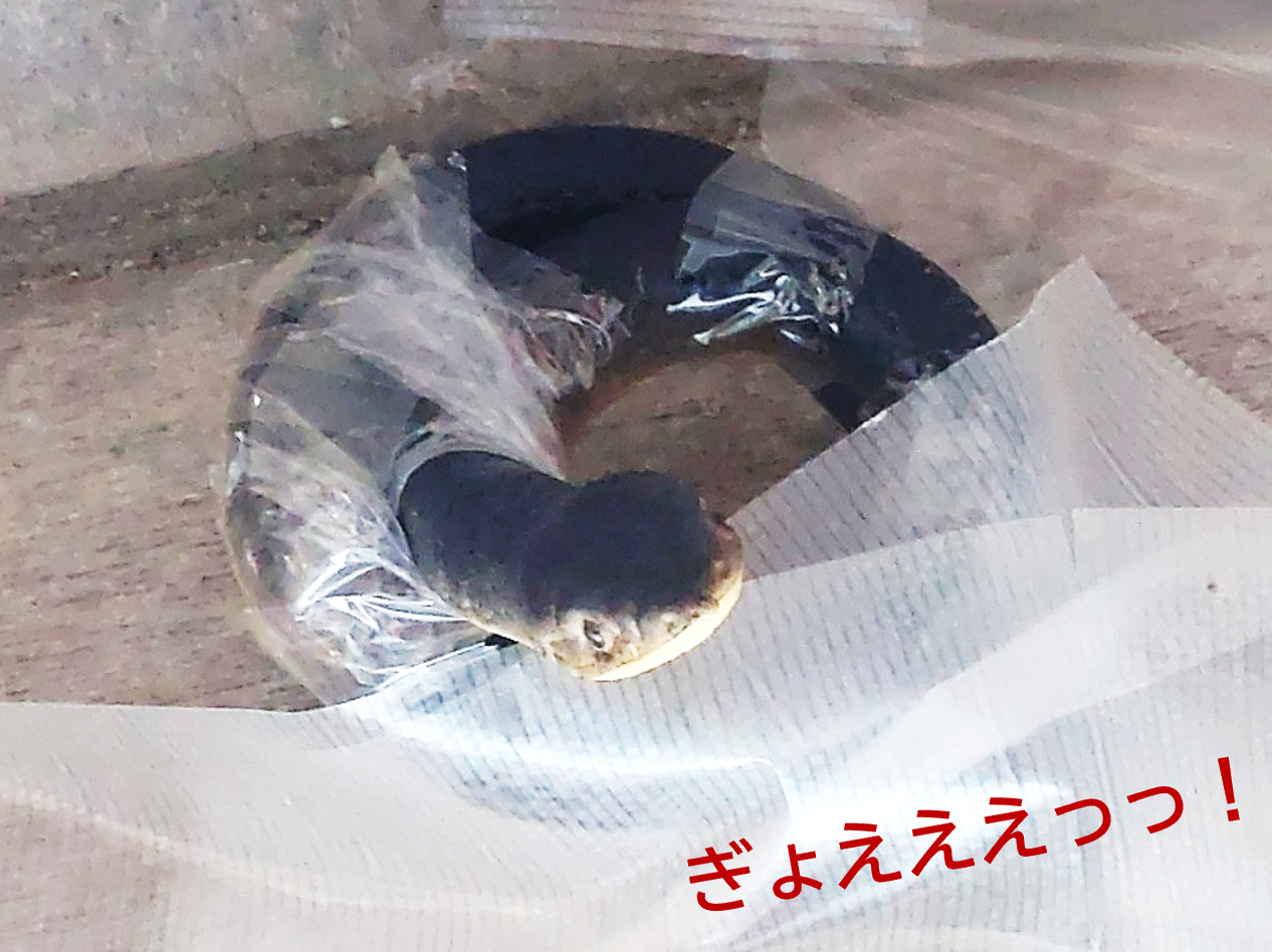 おもちゃのヘビ①