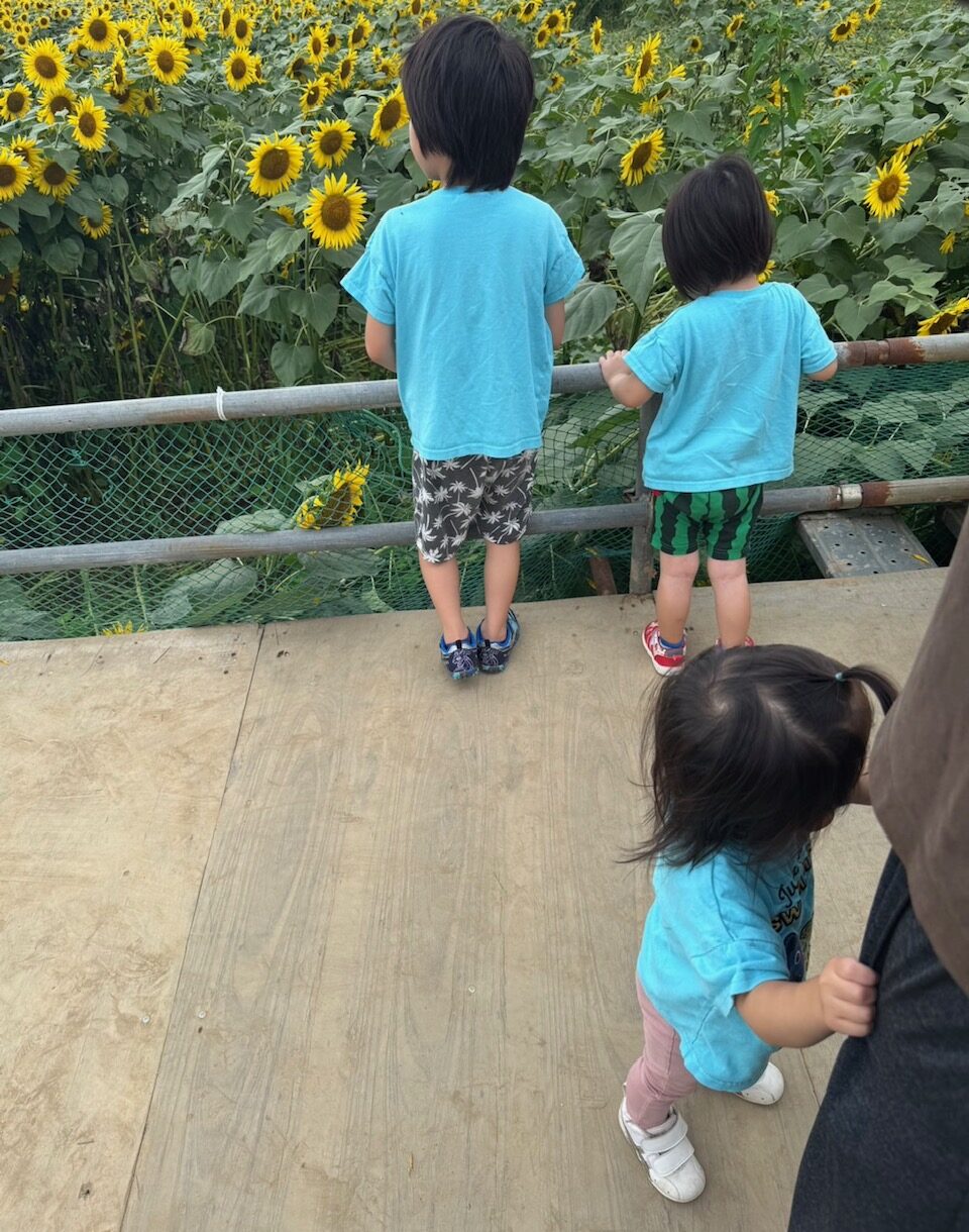 ひまわり畑を見る後ろ姿