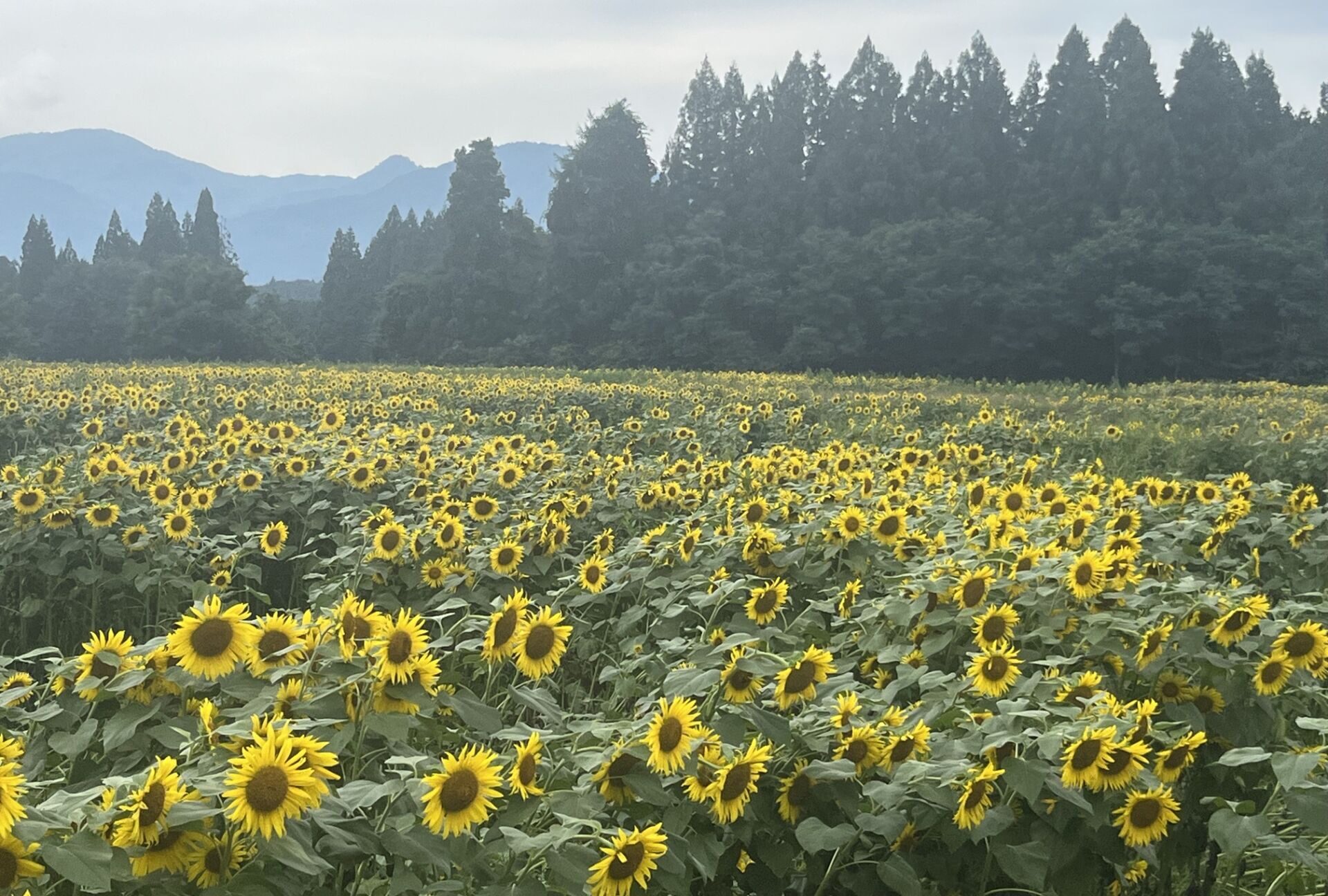 15年ぶりに津南ひまわり広場へ🌻